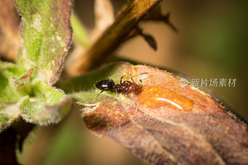 侧腹圆尾草(Camponotus lateral alis)正在喝叶子里的糖水